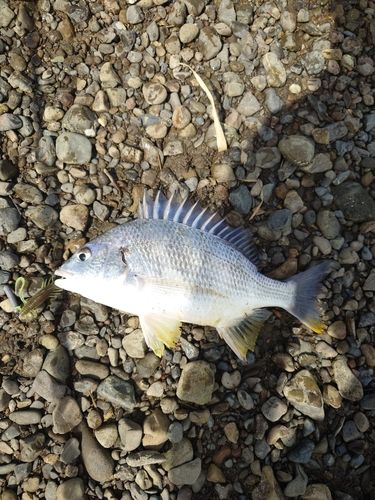 キビレの釣果