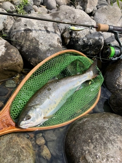 ヤマメの釣果