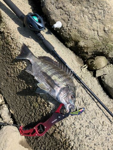 クロダイの釣果