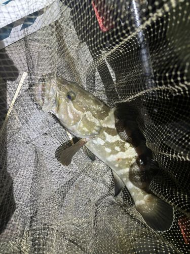 クエの釣果