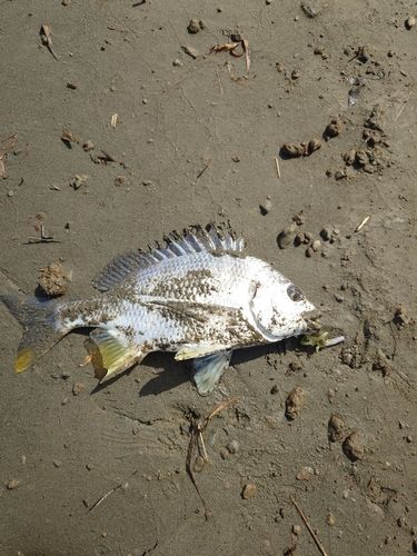 キビレの釣果