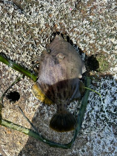カワハギの釣果