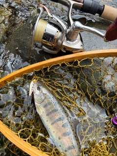 ヤマメの釣果