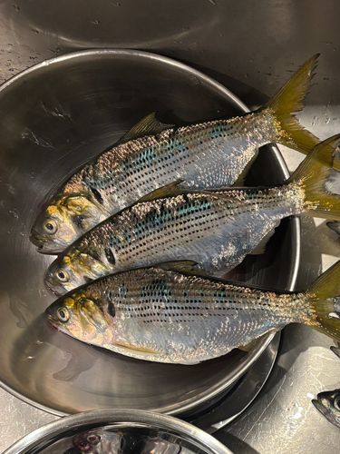 コノシロの釣果