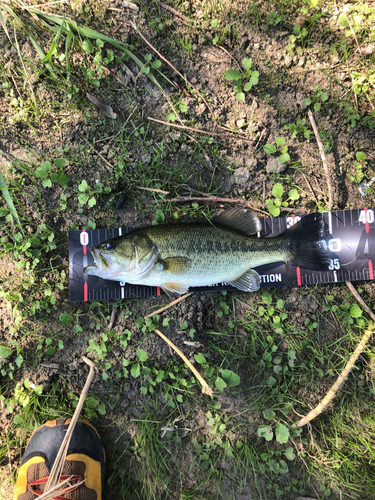 ブラックバスの釣果