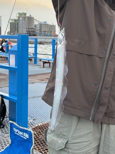 タチウオの釣果
