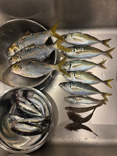 カタクチイワシの釣果