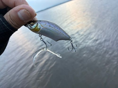 ボラの釣果