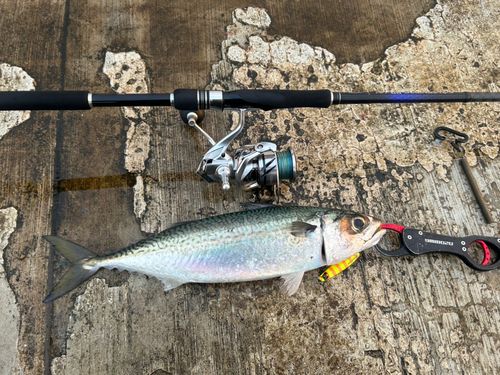 サバの釣果