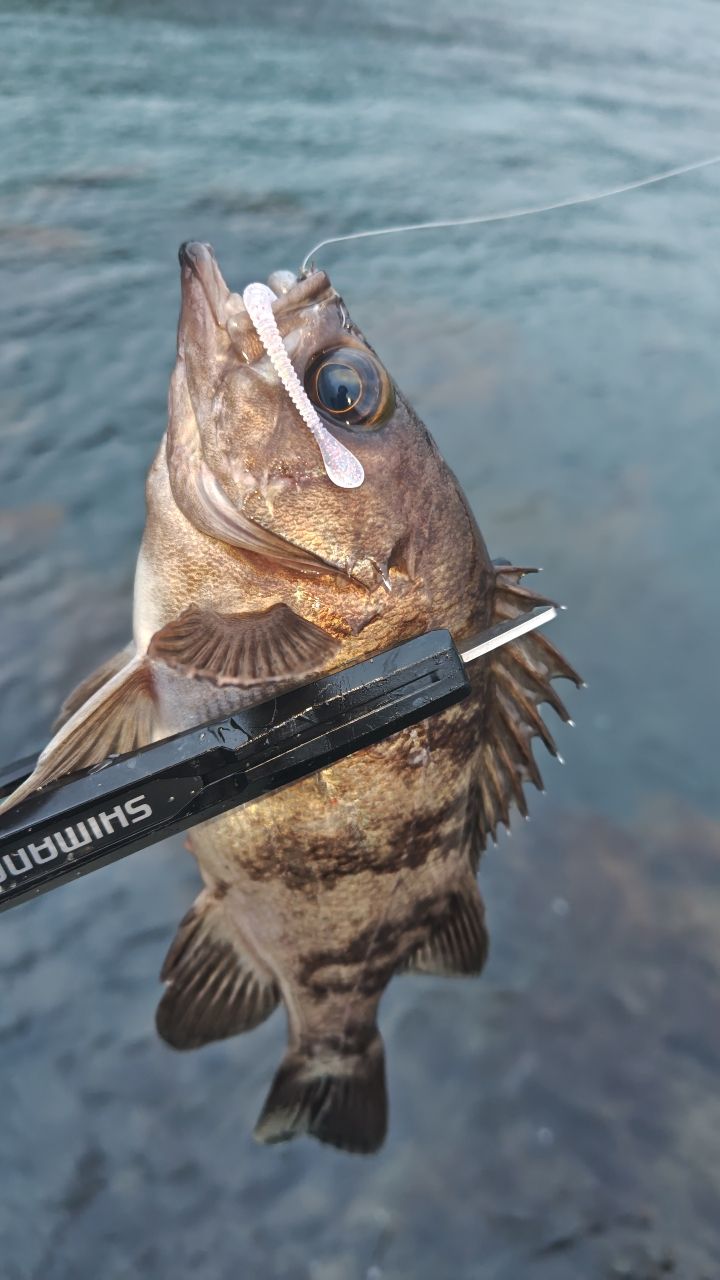 AbuGarcia ソルティーステージ プロトタイプ アジングの最安値