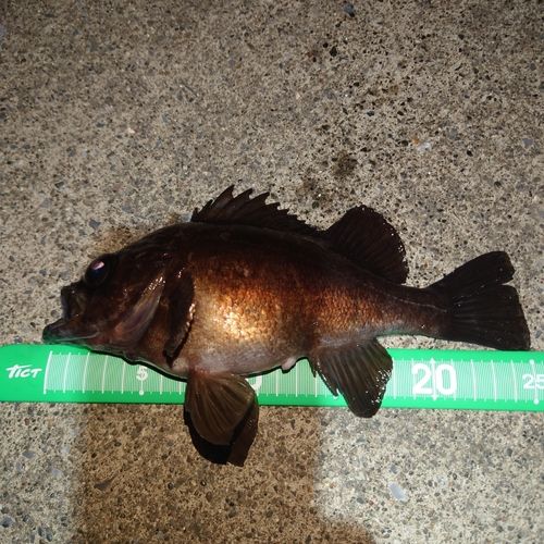 釣果