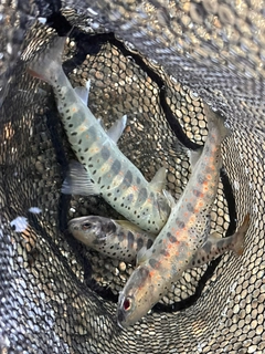 アマゴの釣果