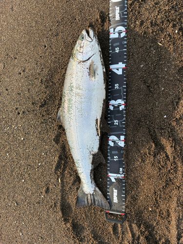 サクラマスの釣果