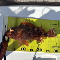 ウッカリカサゴの釣果