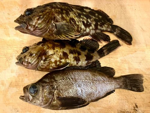 メバルの釣果