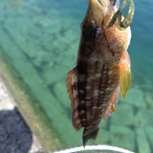 ベラの釣果