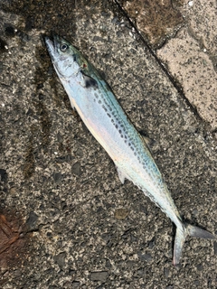 サゴシの釣果