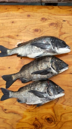 チヌの釣果