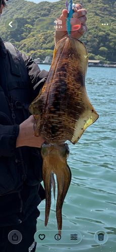 アオリイカの釣果