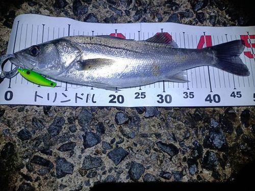 シーバスの釣果