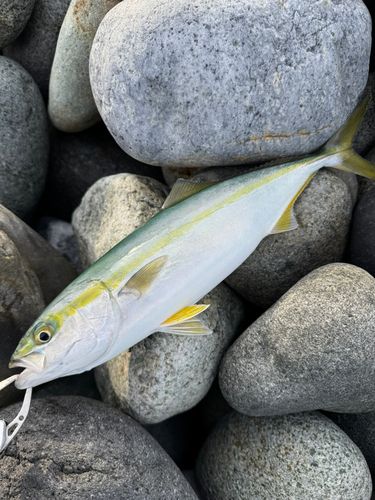 ワカシの釣果