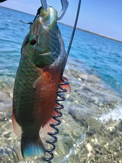 ホホスジモチノウオの釣果