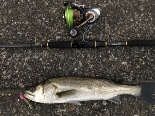 シーバスの釣果