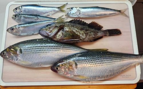 ママカリの釣果