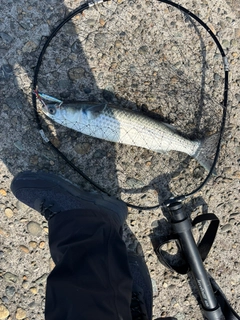 ボラの釣果