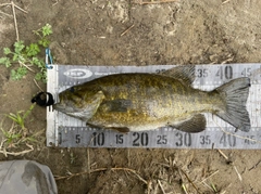 スモールマウスバスの釣果