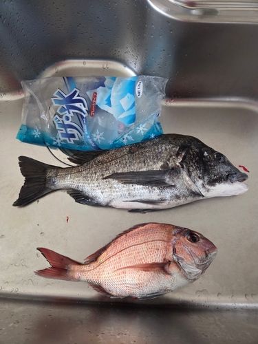 チヌの釣果