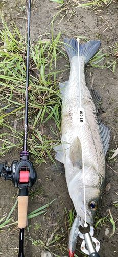 シーバスの釣果