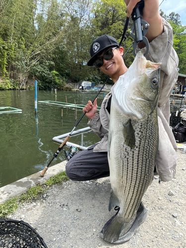 ストライプドバスの釣果
