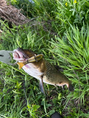 ニゴイの釣果
