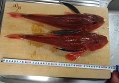 ホウボウの釣果