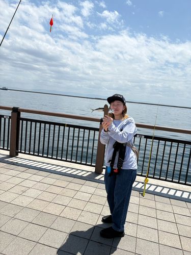 マサバの釣果