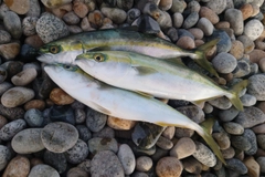 ツバイソの釣果