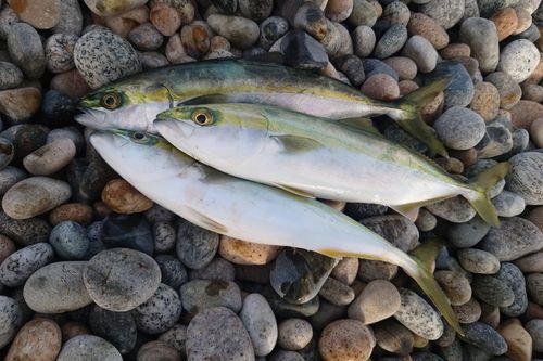 ツバイソの釣果