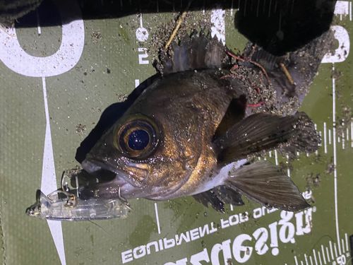メバルの釣果