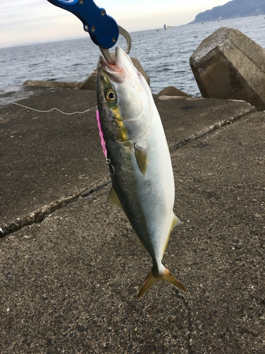 イナダの釣果