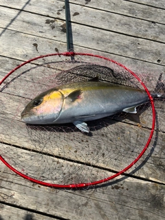 カンパチの釣果