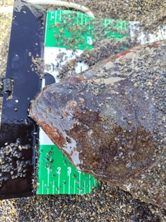 ヒラメの釣果