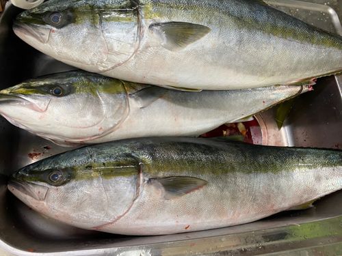 ブリの釣果