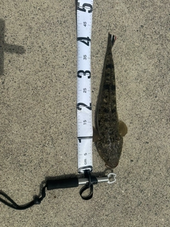マゴチの釣果