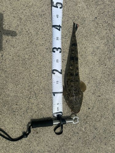 マゴチの釣果