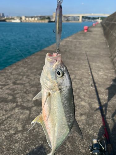 ガーラの釣果