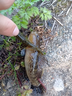 ヌマチチブの釣果