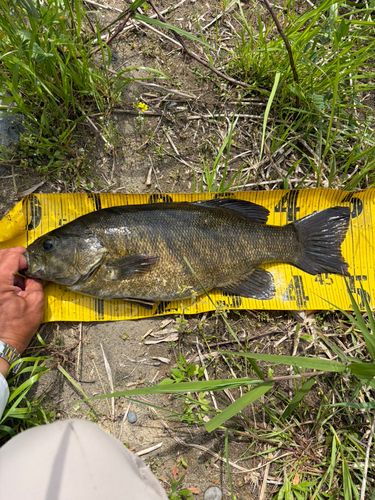 スモールマウスバスの釣果