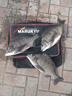 クロダイの釣果