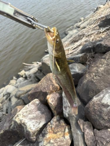釣果